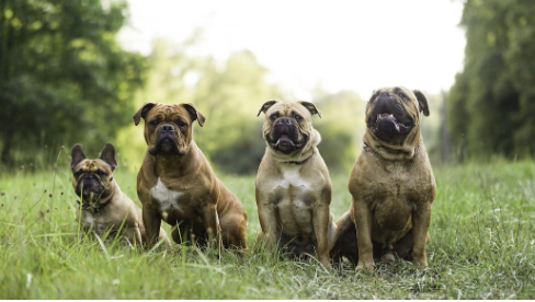 Four bulldogs in a field